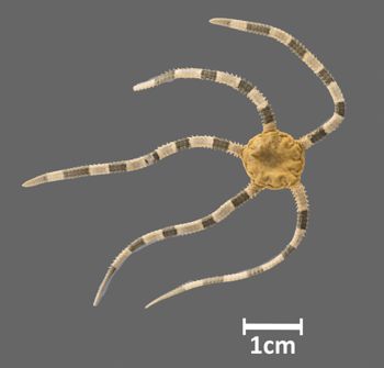Media type: image;   Invertebrate Zoology OPH-5289 Aspect: dorsal